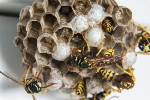 Five Fun Facts About Wasps