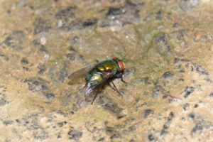 pest-selection-block-gallery