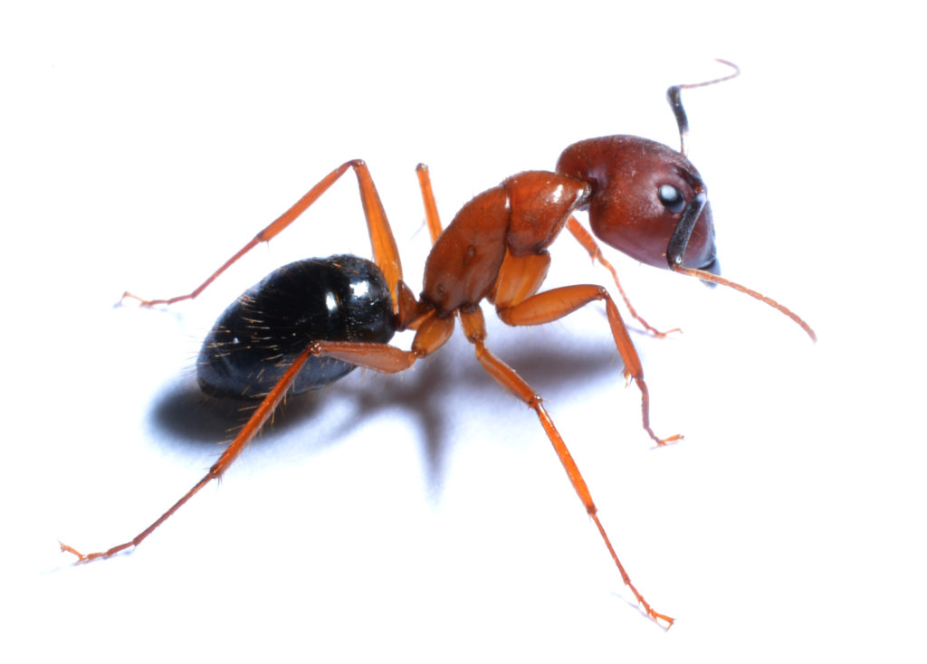 ants